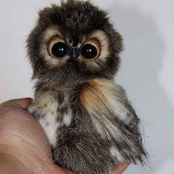 Meet your Posher, Janet - Picture 2 of 8